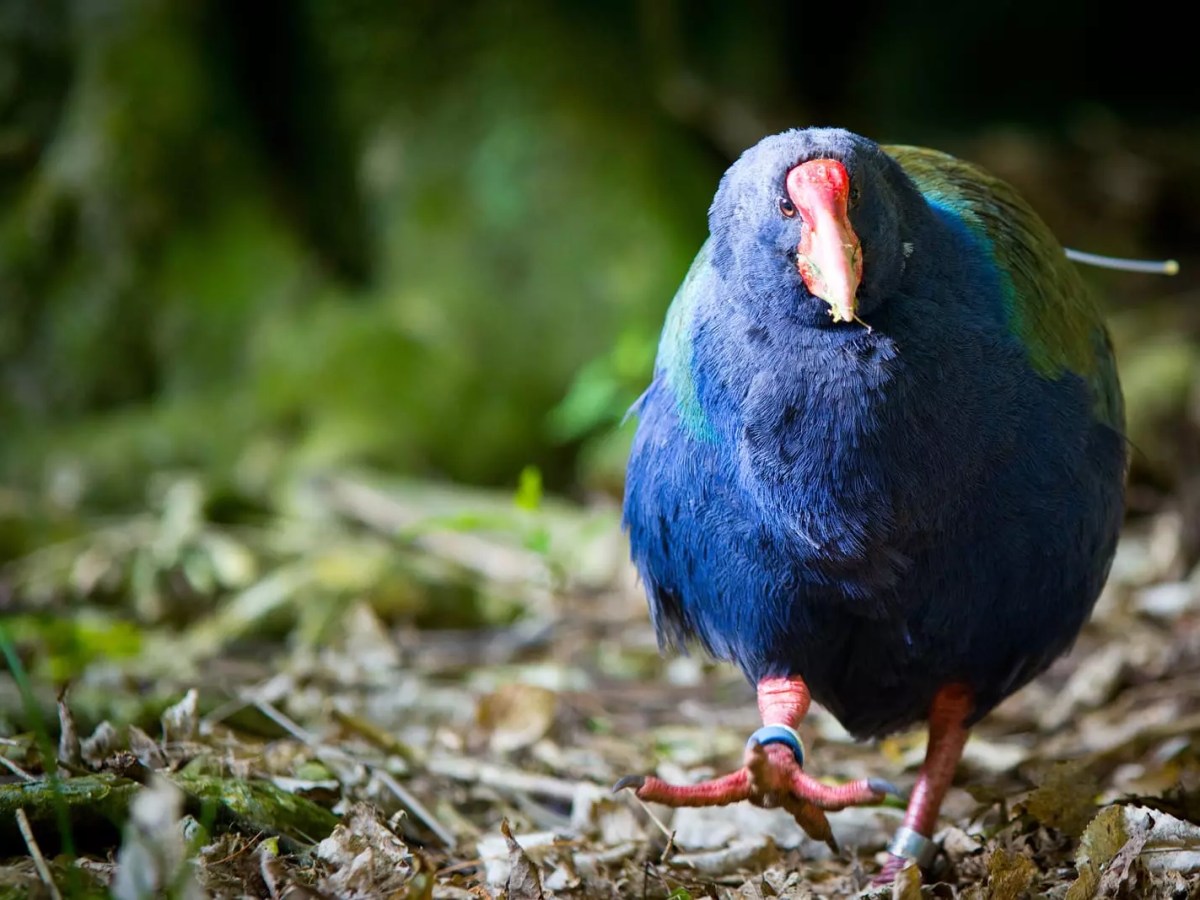 Whaiwhakaaro – A thoughtful reflection newsletter, part&nbsp;three